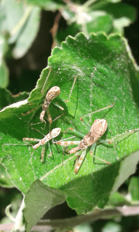 Reduviidae: Neanidi di Nagusta goedelii